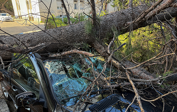 Baum zerschlägt Auto